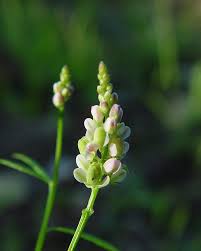 Image result for Polygala filicaulis