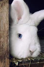 The best free online heic to jpeg/jpg converter. Kaninchen Weiss Kostenlose Bilder Download Titania Foto