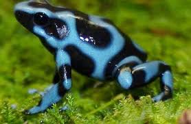 Amazon Rainforest Animals Amazon Rainforest Animals The Amazon Poison Dart Frog Rainforest Animals Amazon Rainforest Animals Poison Dart Frogs