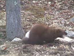 Females weigh about 1/3 of the average weight of males and most females are about the size of large mink, although their longer fur makes them appear to be larger. Fisher Cat Youtube