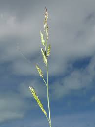 Image result for Eriochloa procera