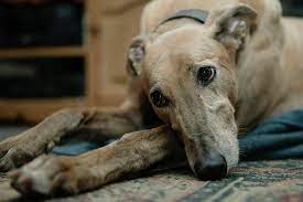 Osteoarthritis In Dogs Signs And Treatment American Kennel Club