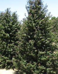 Check spelling or type a new query. Ilex X Aquifolium Dragon Lady Moon Nurseries