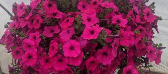 Embrace the ease and flexibility of wave petunias and become a gardening trendsetter whether your garden is vertical, horizontal, colorful, small, large or anything in between. Wave Petunias How To Grow Care For Spreading Wave Petunias