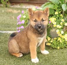 Look at pictures of shiba inu puppies who need a home. Pin By El Va On Pets In 2021 Shiba Inu Puppy Shiba Inu Puppies