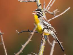 Image result for Jamesbrittenia albobadia