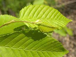 Full warranty & free shipping. American Hornbeam Plant Care And Growing Guide