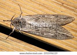 1555901 (for references in articles please use ncbi:txid1555901). Shutterstock Puzzlepix