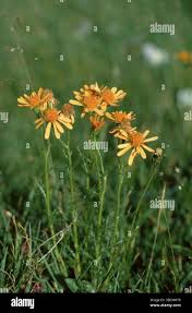 Image result for Senecio auriculatissimus