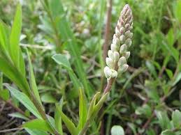 Image result for Polygala senensis