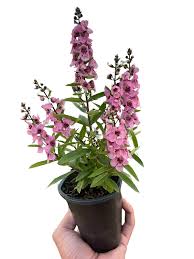 Image result for Angelonia