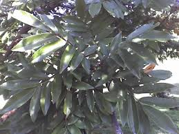 Image result for Millettia grandis