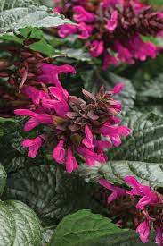 Rockin Fuchsia Salvia Hybrid Salvia Plants Salvia Pollinator Garden