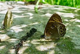 Image result for Lopinga achine