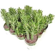 Image result for Monadenium torrei