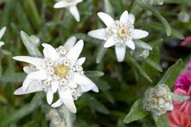 Edelweiss Pflanzen Das Wichtigste Von A Bis Z