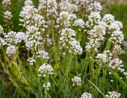 Image result for Haumaniastrum katangense