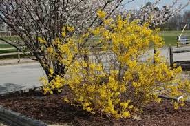 Forsythia Intermedia Lynwood Gold Lynwood Gold Foysythia From New England Forsythia Lynwood New England