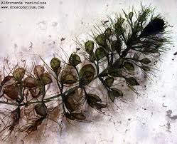 Image result for Aldrovanda vesiculosa