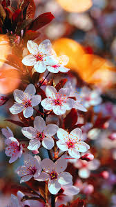 Cherry Flower Live Wallpaper Hd For Android Apk Download Minecraft flowers are naturally generating plants. apkpure com