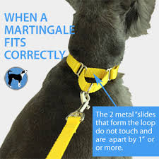 how to measure and fit your dog for a martingale collar