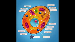 wandteppich lehrreich teppich