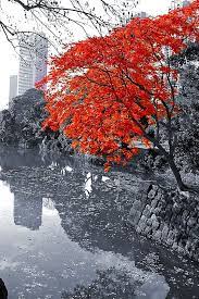 Pinterest Color Splash Photo Color Photography Color Splash Photography