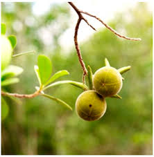 Image result for Diospyros mespiliformis