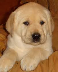 Labrador retriever, akc registered labs, mans best friend, white lab puppies, white labrador. Yellow Labrador Standards Dogs Breeds And Everything About Our Best Friends