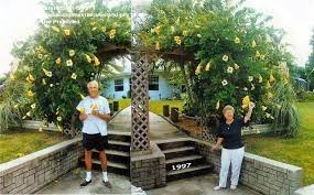 Maybe you would like to learn more about one of these? Plantfiles Pictures Solandra Species Cup Of Gold Vine Golden Chalice Vine Hawaiian Lily Yellow Chalice Vine Solandra Maxima By Serendipity1499