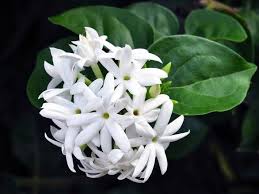 Image result for Jasminum multiflorum