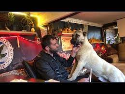 Germanshepherd ti̇m erkan yildirim dostumun yeni̇ köpeği̇yle taniştik #germanshepherd #askoroz #rize. Kangal Baronu Hediye Eden Dostum Erkan Yildirim Ve Yeni Aslani Gomezi Ziyarete Gittim Rize Askoroz Youtube