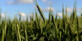 Wheat plantation may fall 2pc. Why The Wheat Market Got Ahead Of Itself When Prices Touched A Nearly 6 Year High Marketwatch