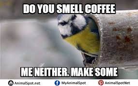 Pin On Funny Animals