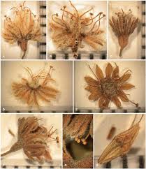 Image result for Bivinia jalbertii