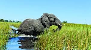 Botswana grenzt im südosten und süden an südafrika, im westen und norden an namibia und im nordosten an sambia und simbabwe. Botswana Reisen Mit Dem Spezialisten Fur Kleine Reisegruppen Buchen