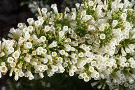 Image result for Fabiana imbricata