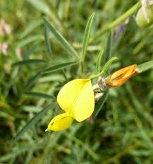 Image result for Crotalaria distans