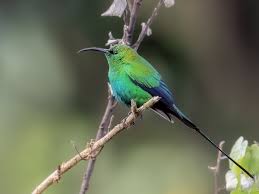 Image result for Disa satyriopsis