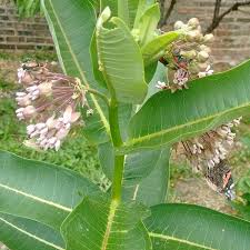 Milkweed Buffet All Are Welcome Findthebugs Milkweed Plant Leaves Honey And Co