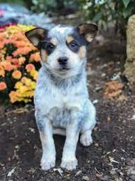 Pin On Australian Cattle Dog Blue Heeler