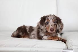 Purebred Longhair Mini Dachshund Puppies For Adoption 10 Weeks Old Puppy Adoption Dapple Dachshund Mini Dachshund