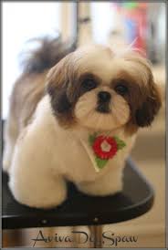 Friend Modes Fashion Week Fashion Show Fashion Games Fashion Style Fashion Designer Fashion Design Fashio Shih Tzu Puppy Shih Tzu Haircuts Shih Tzu Dog