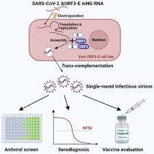 We did not find results for: A Trans Complementation System For Sars Cov 2 Recapitulates Authentic Viral Replication Without Virulence Sciencedirect