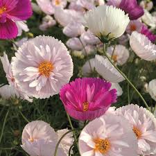 Image result for Cosmos bipinnatus