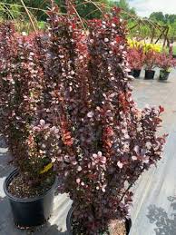 ( live plant growing in a 3 gallon pot ) may shipped dormant when ordered during fall / winter months ( november thru april ) helmond pillar japanese barberry berberis. Berberis Thunbergii Helmond Pillar Barberry From Colesville Nursery