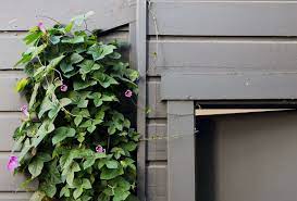 We did not find results for: Gardening 101 Morning Glory Gardenista