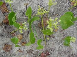 Image result for Hydrocotyle mannii