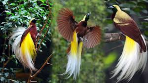 Bird Of Paradise Mating Dance 