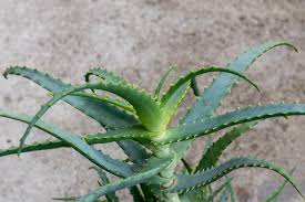 Image result for Aloe carnea